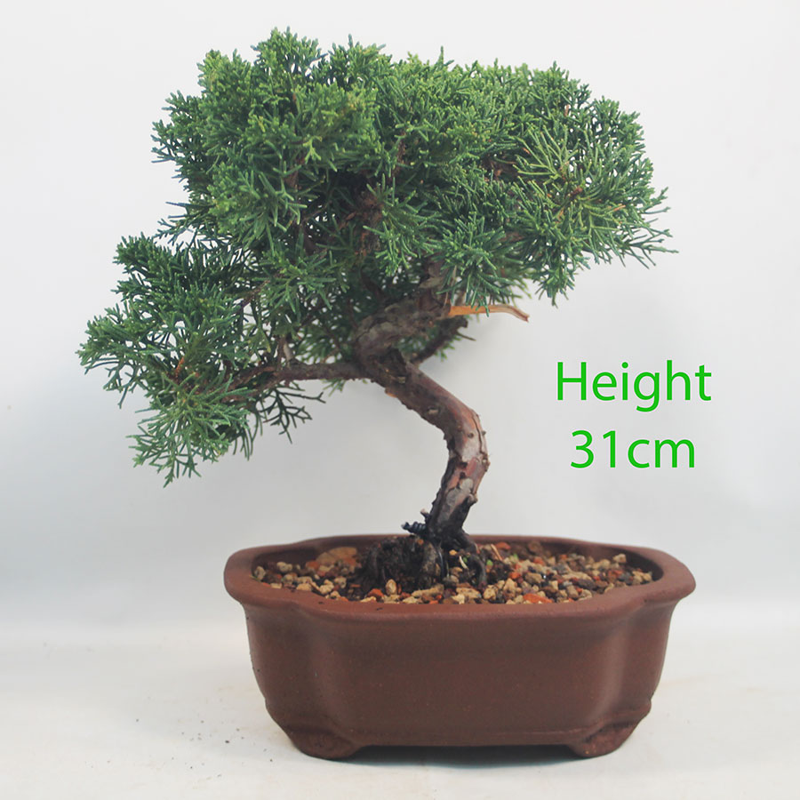 Chinese Juniper Bonsai Tree Number 186P