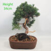 Chinese Juniper Bonsai Tree Number 130P