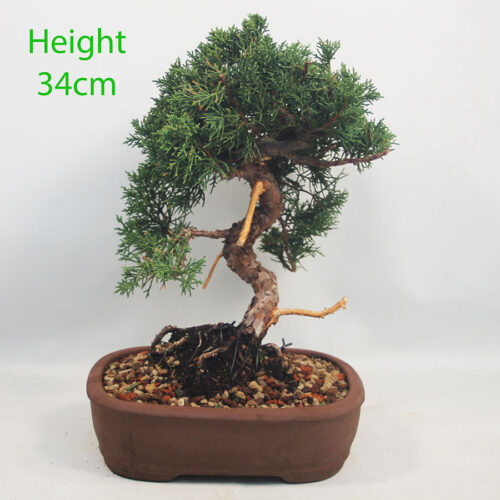 Chinese Juniper Bonsai Tree Number 130P