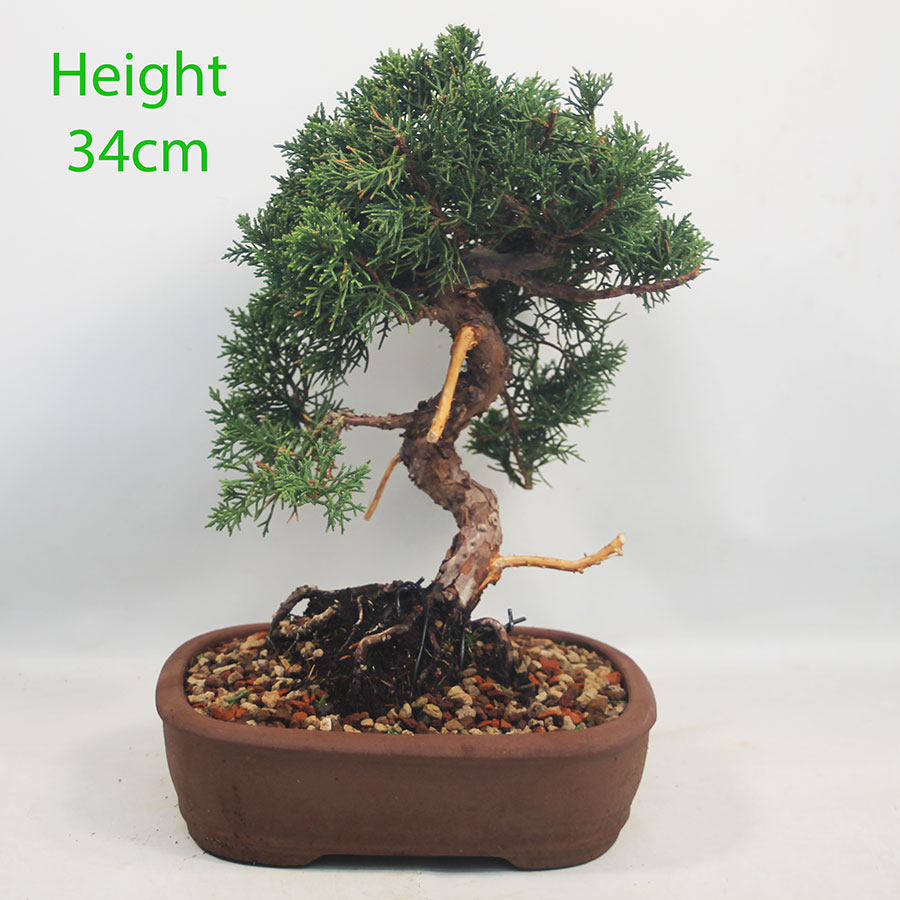 Chinese Juniper Bonsai Tree Number 130P