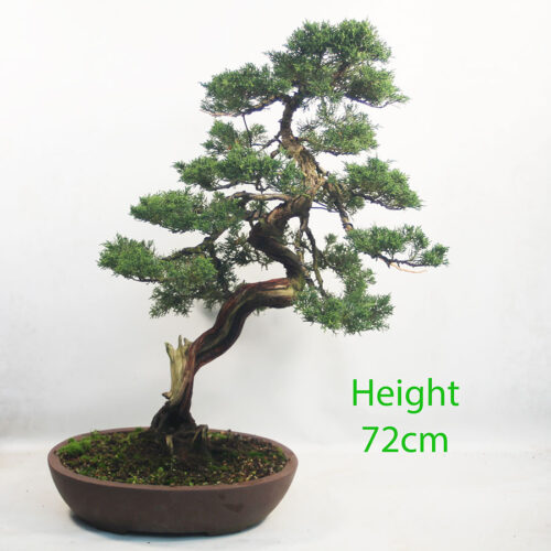 Itoigawa Chinese Juniper Bonsai Tree Number 25P